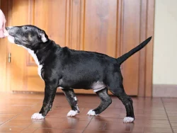 Bulterier štěňátka s PP